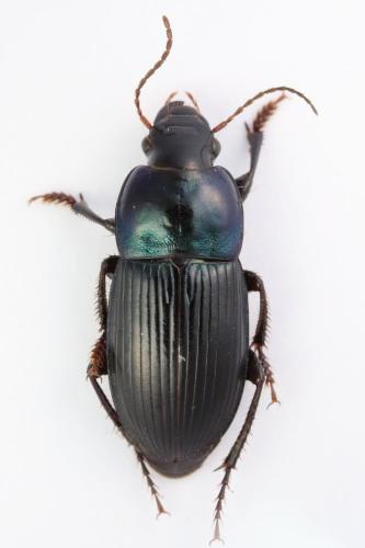 Réf. 347 954 : Harpalus dimidiatus